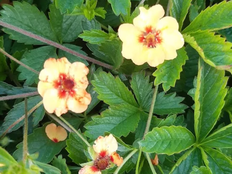 Potentilla tonguei