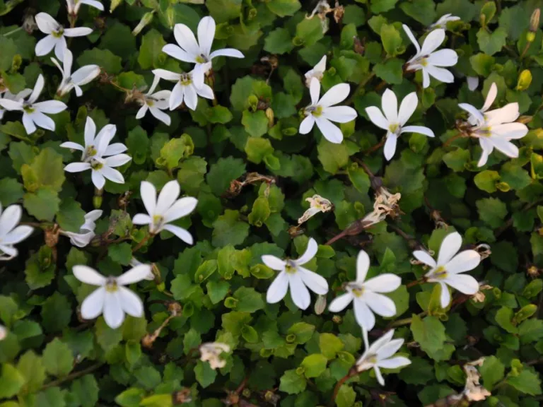 Pratia angulata 'Treadwellii'