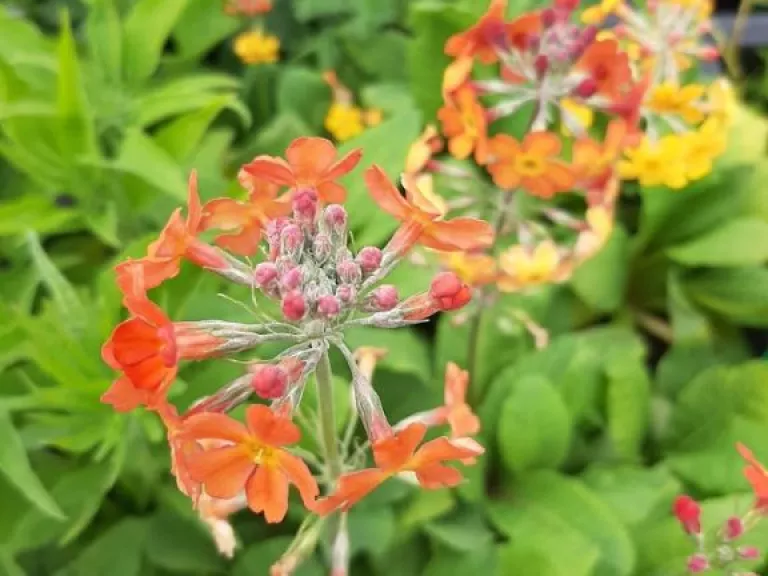 Primula bulleesiana