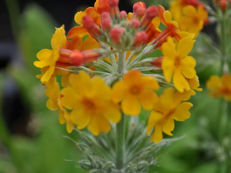 Primula bulleyana