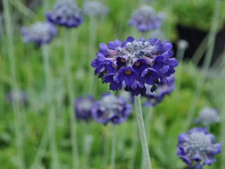 Primula capitata ssp. mooreana