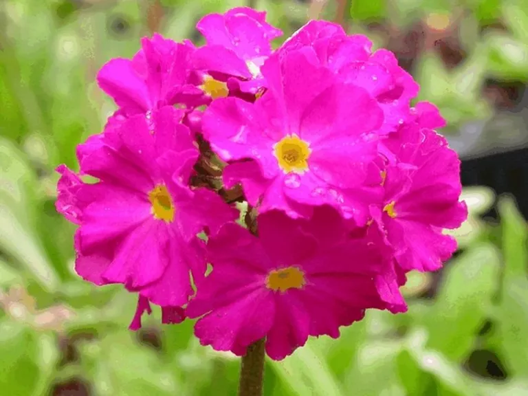 Primula denticulata 'Rubin'