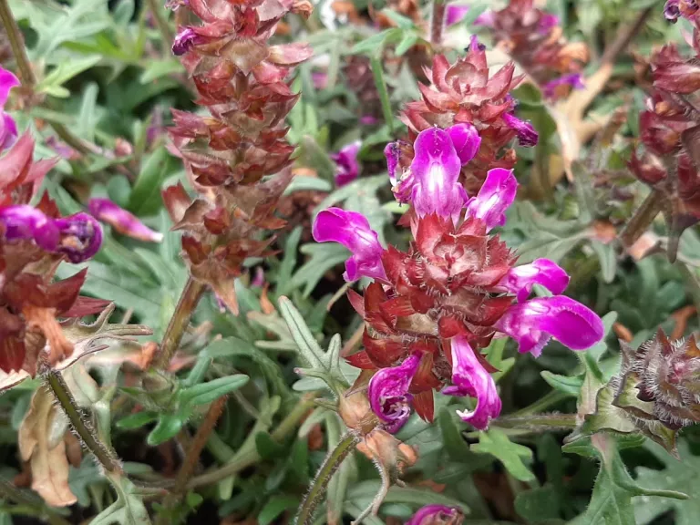 Prunella grandiflora 'Gerhard Rudolf'