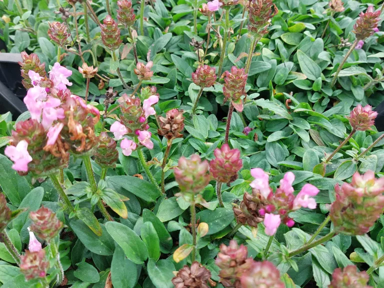 Prunella grandiflora 'Loveliness Pink'
