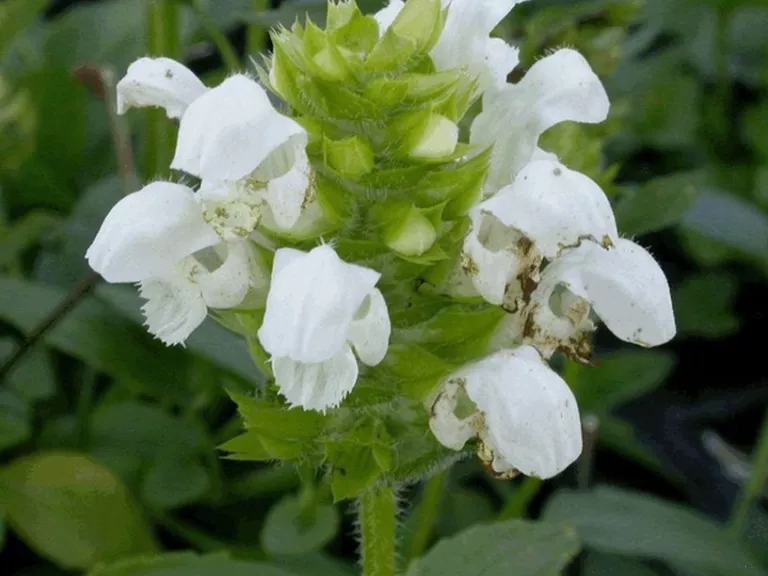 Prunella grandiflora 'Loveliness White'