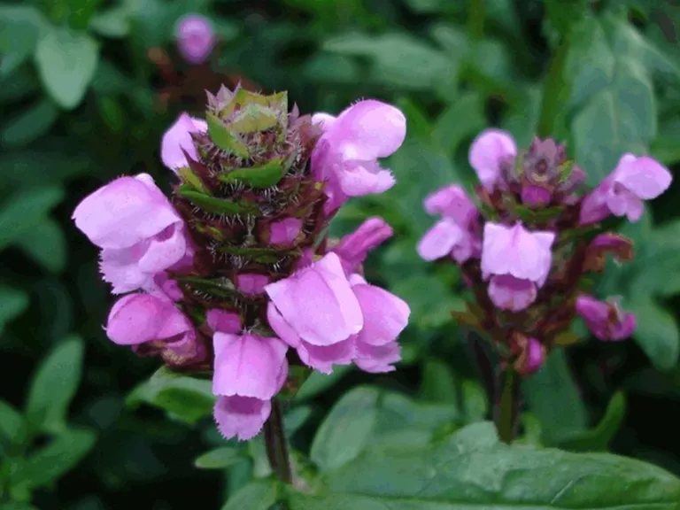 Prunella webbiana 'Gruss aus Insernhagen'