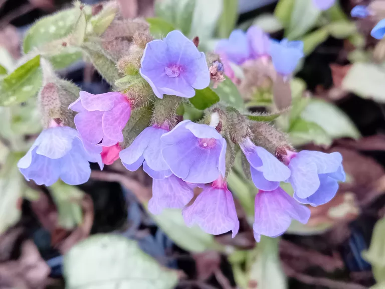 Pulmonaria hybride 'Samurai'