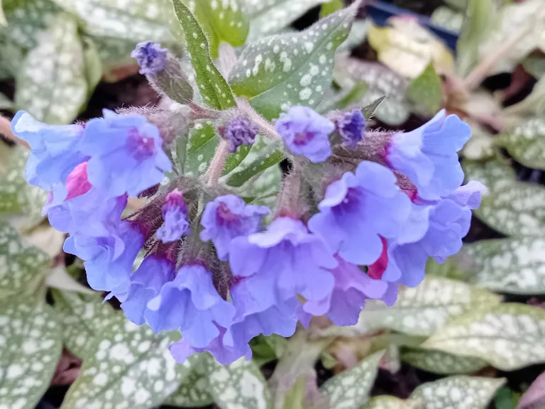 Pulmonaria hybride 'Trevi Fountain' (PBR)