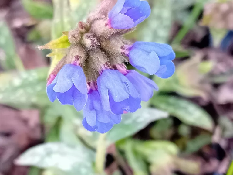 Pulmonaria longifolia 'E.B.Anderson'