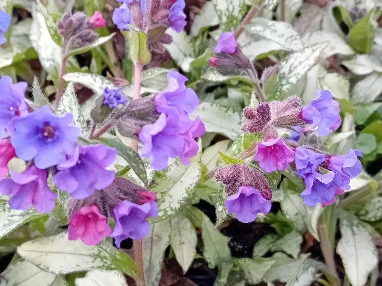 Pulmonaria longifolia 'Diana Clare'