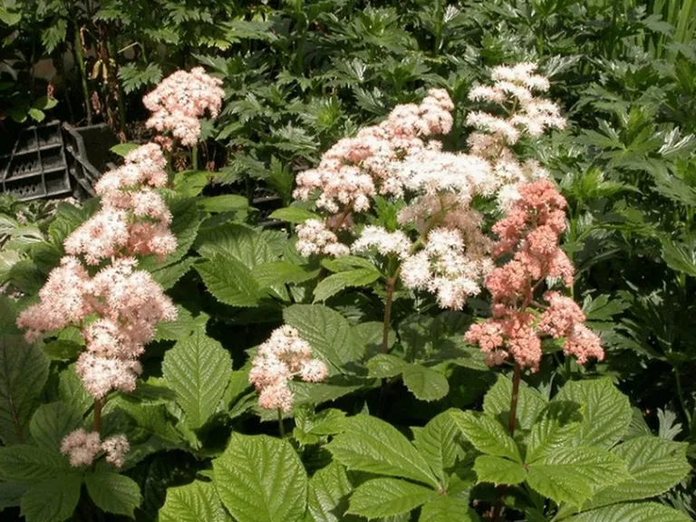 Rodgersia aesculifolia