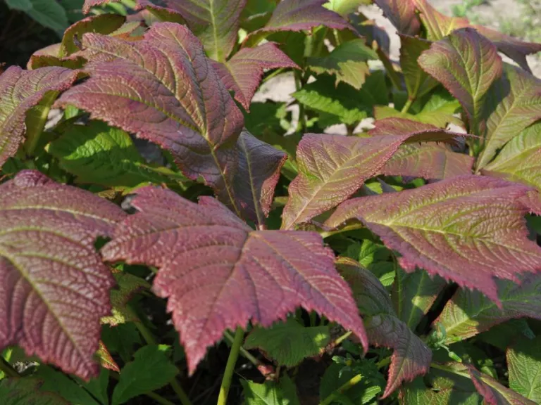 Rodgersia podophylla 'Braunlaub'