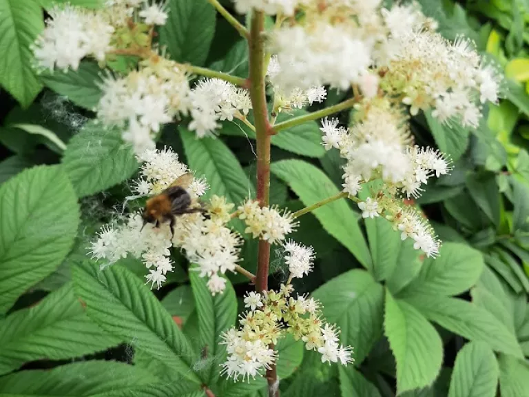Rodgersia sambucifolia 'Rothaut'