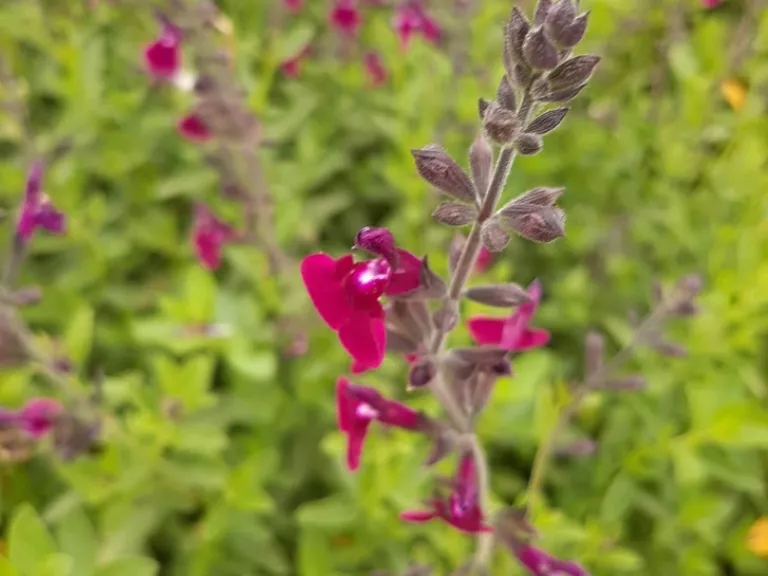 Salvia greggii 'Amethyst Lips'