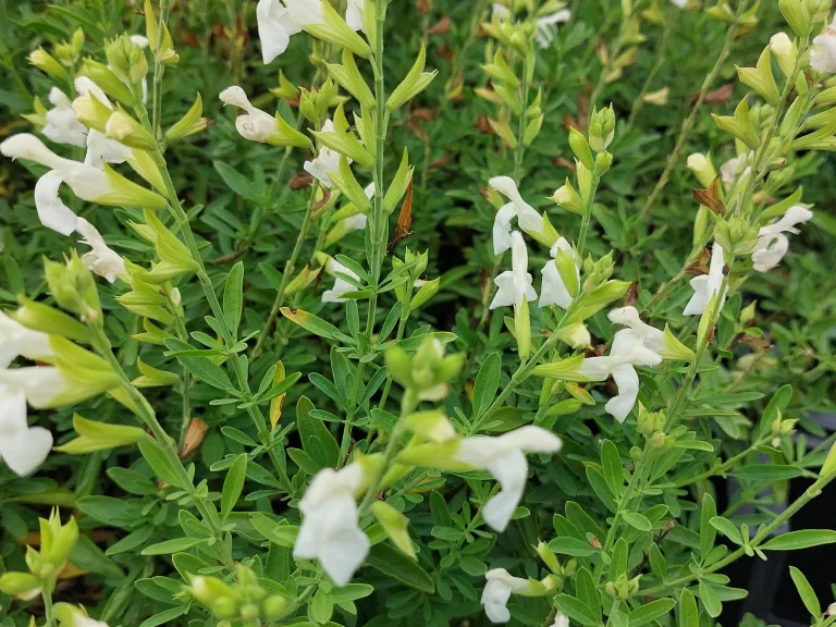 Salvia greggii 'Alba'
