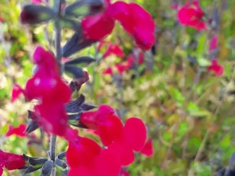 Salvia greggii 'Cherry Lips'