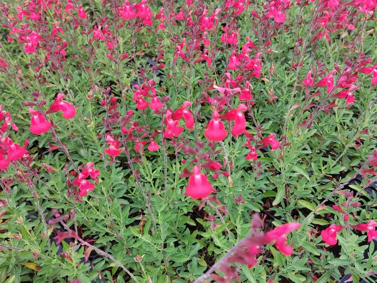 Salvia greggii 'Lipstick'