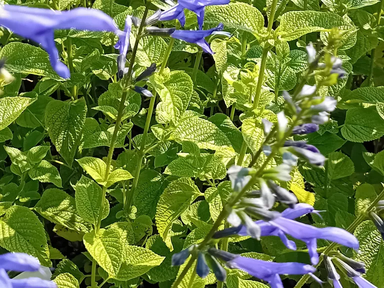 Salvia guaranitica 'Blue Enigma'
