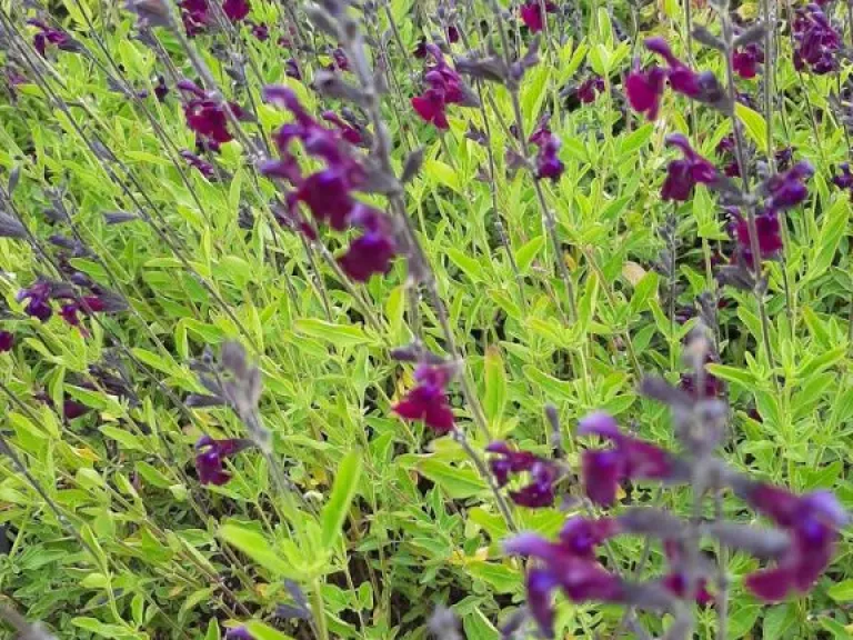 Salvia hybride 'Nachtvlinder'