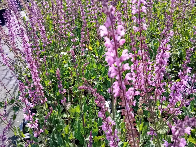 Salvia sylvestris 'Serenade'