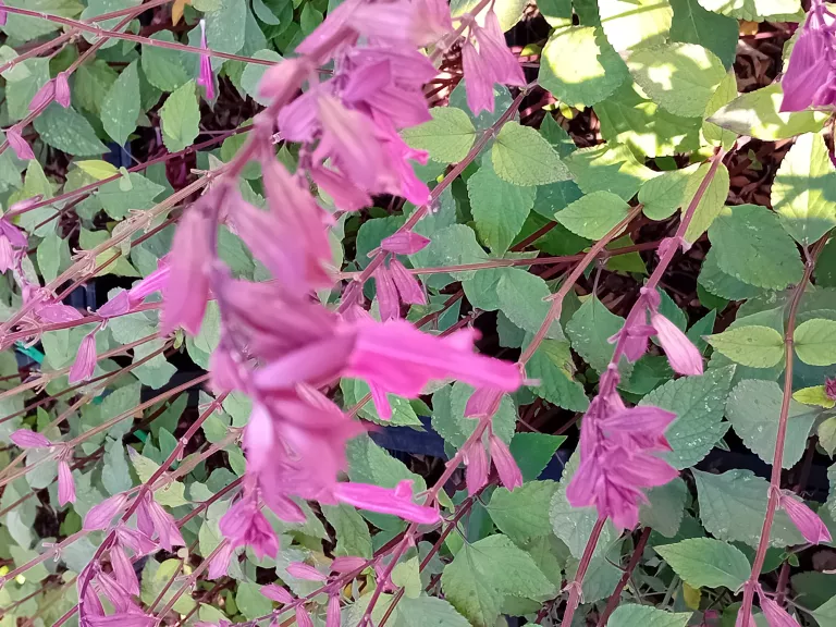 Salvia hybride 'Wendy's Wish' PBR