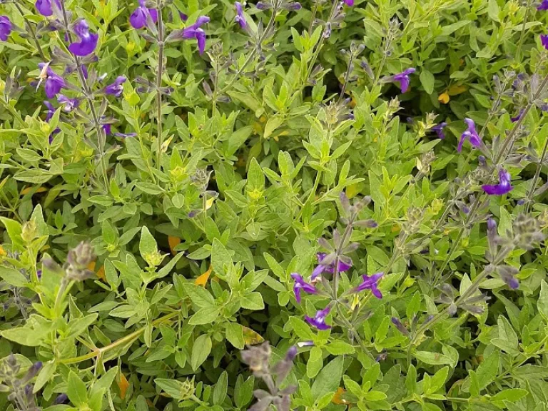 Salvia microphylla 'Blue Monrovia'