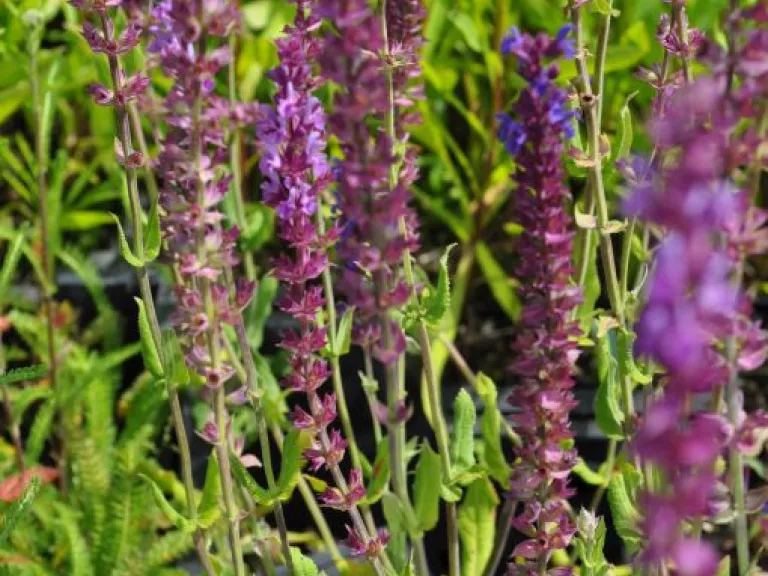 Salvia nemorosa 'Amethyst'