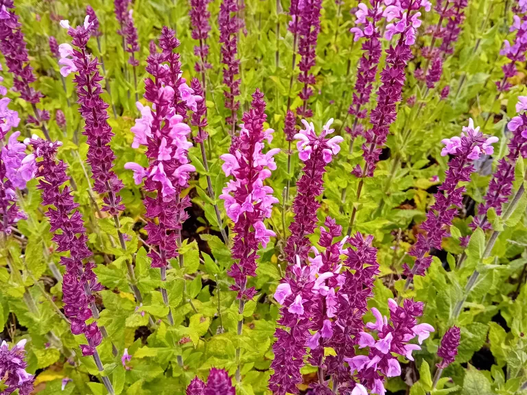 Salvia nemorosa 'Katsjing'