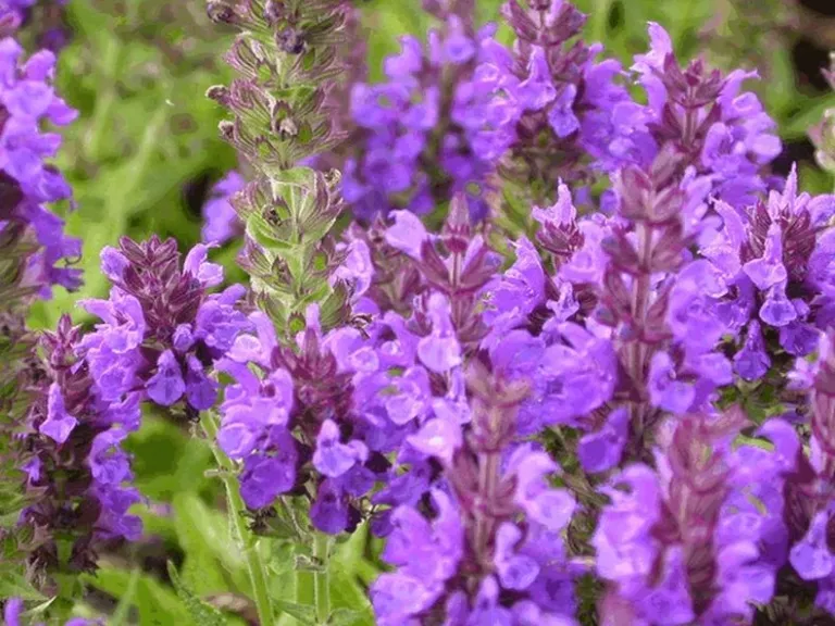 Salvia nemorosa 'Marcus' (R)
