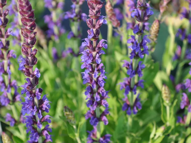 Salvia nemorosa 'Ostfriesland'