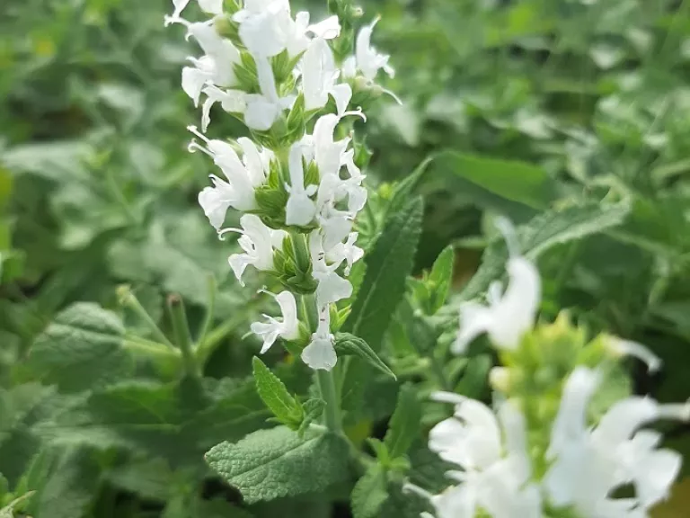 Salvia nemorosa 'Schneehügel'