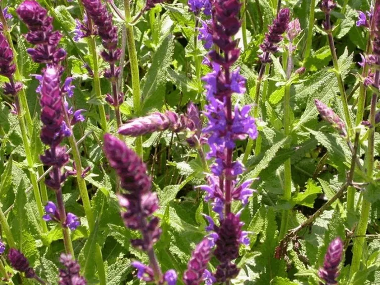 Salvia nemorosa 'Wesuwe'