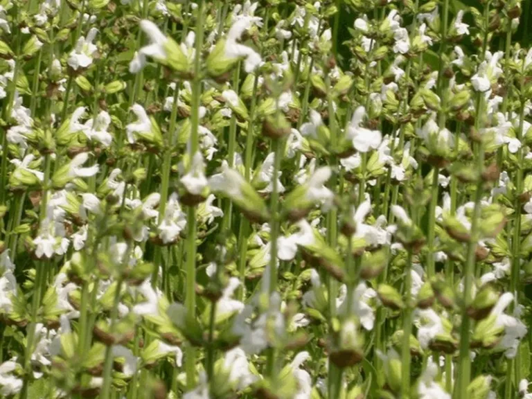 Salvia officinalis 'Albiflora'