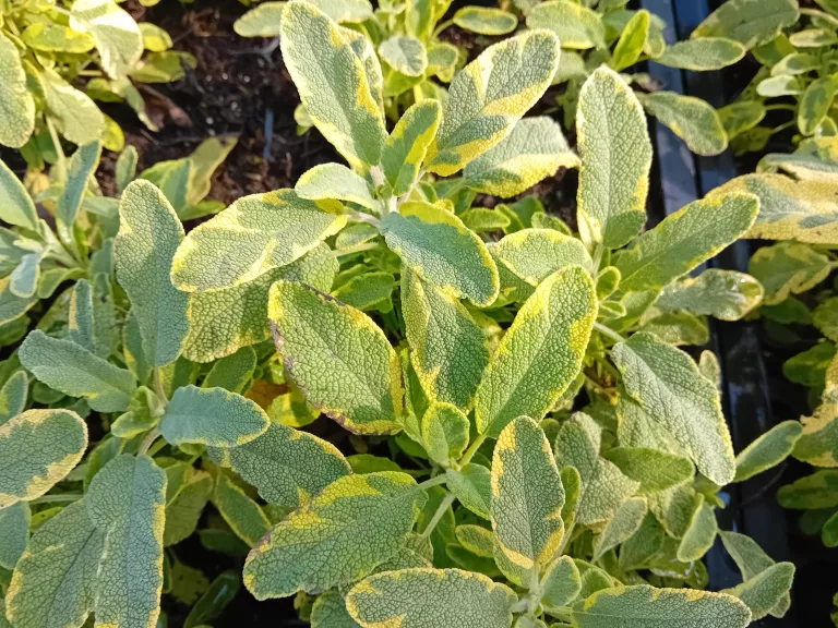 Salvia officinalis 'Aurea'