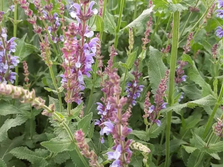 Salvia sylvestris 'Dear Anja'
