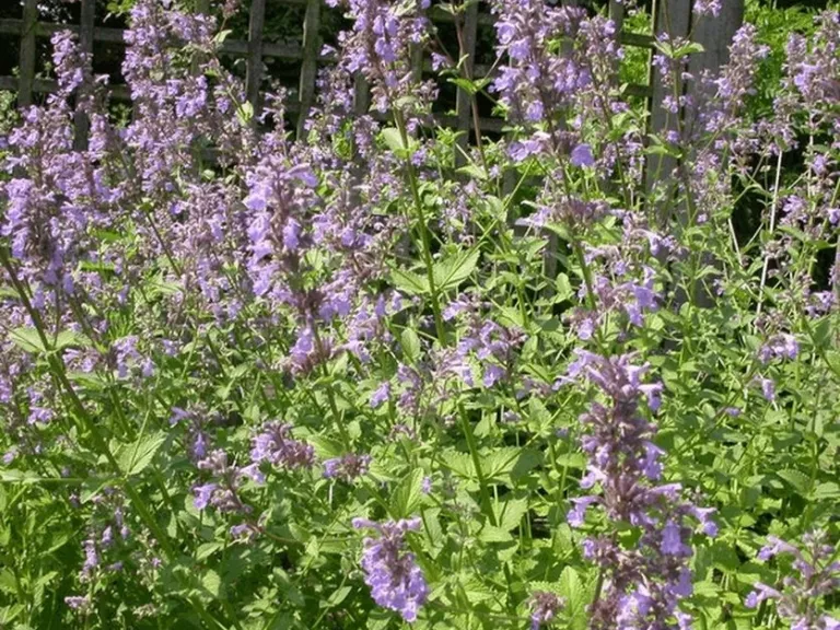 Salvia verticillata