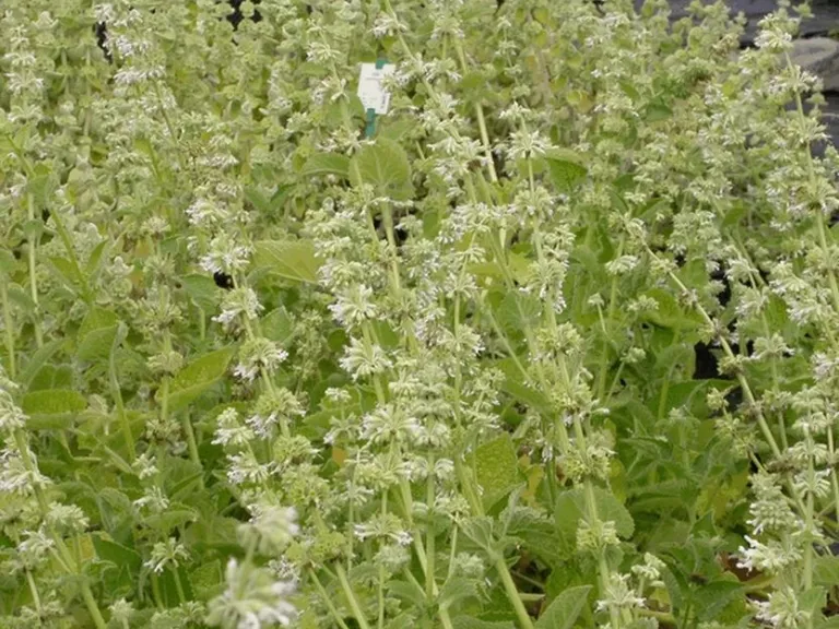 Salvia verticillata 'Alba'