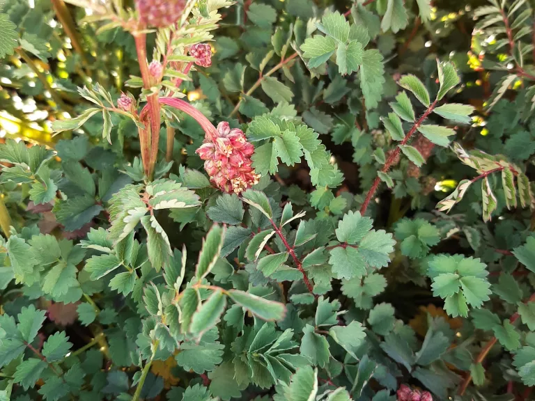 Sanguisorba menziesii