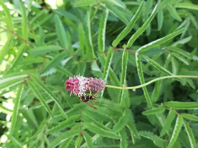 Sanguisorba tenuifolia 'Pink Elephant'