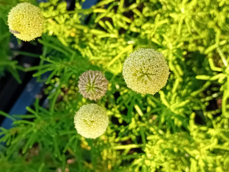 Santolina rosmarinifolia