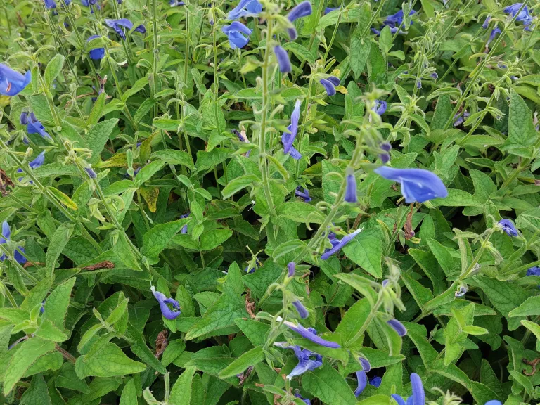 Salvia patens 'Royal Blue'