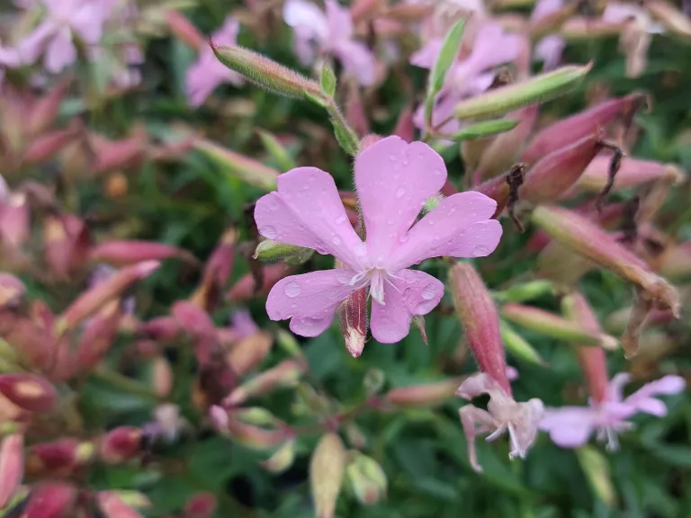 Saponaria lempergii 'Max Frei'