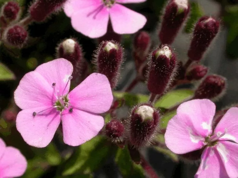 Saponaria ocymoides