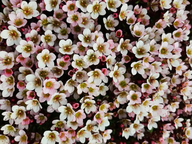 Saxifraga arendsii 'Appleblossom'