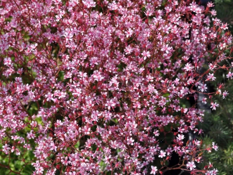 Saxifraga urbium 'Clarence Elliot'