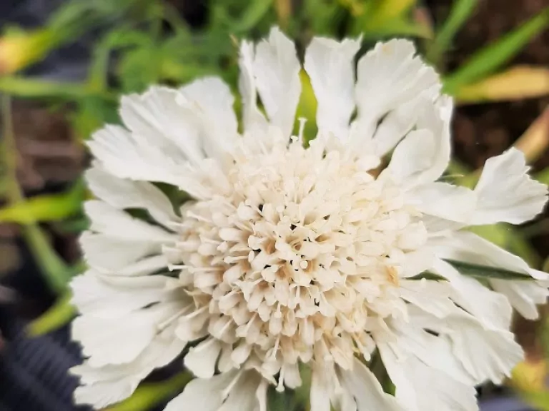 Scabiosa caucasica 'Miss Wilmott'