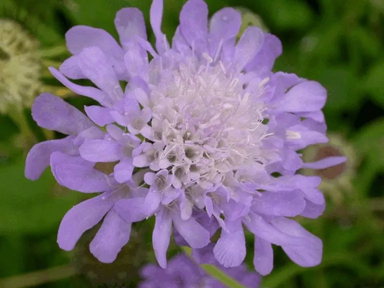 Scabiosa columbaria 'Nana'