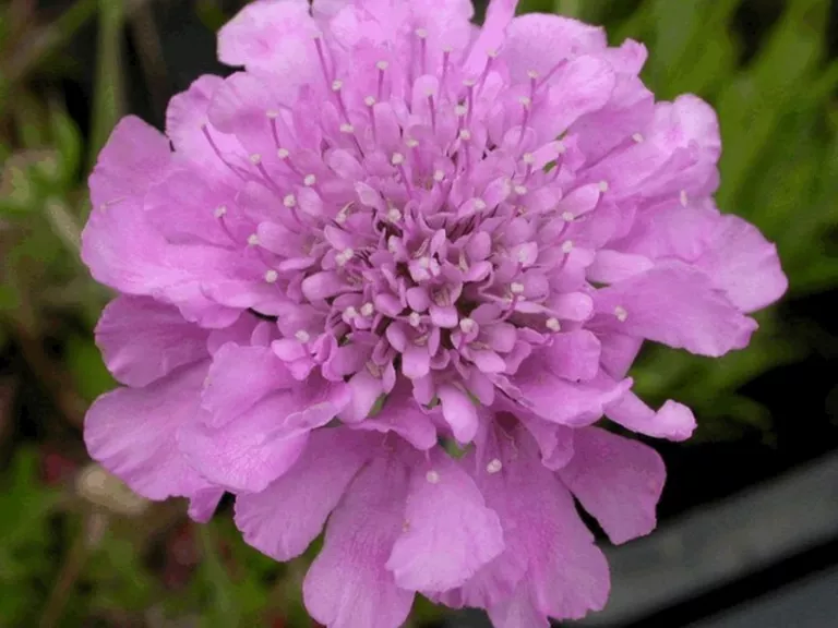 Scabiosa columbaria 'Pink Mist'