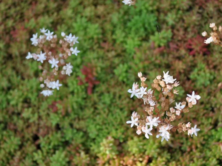 Sedum album 'Coral Carpet'