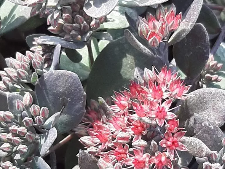 Sedum hybride 'Bertram Anderson'